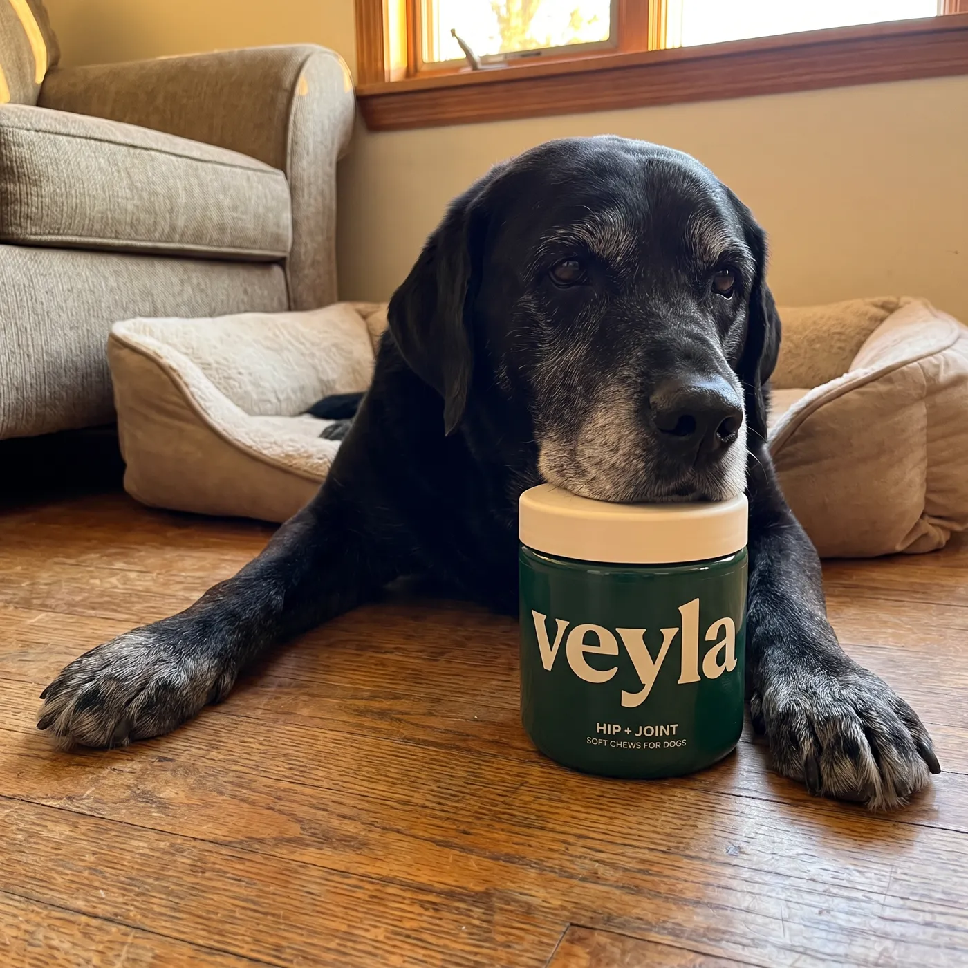 An older black labrador lying next to a Veyla tub