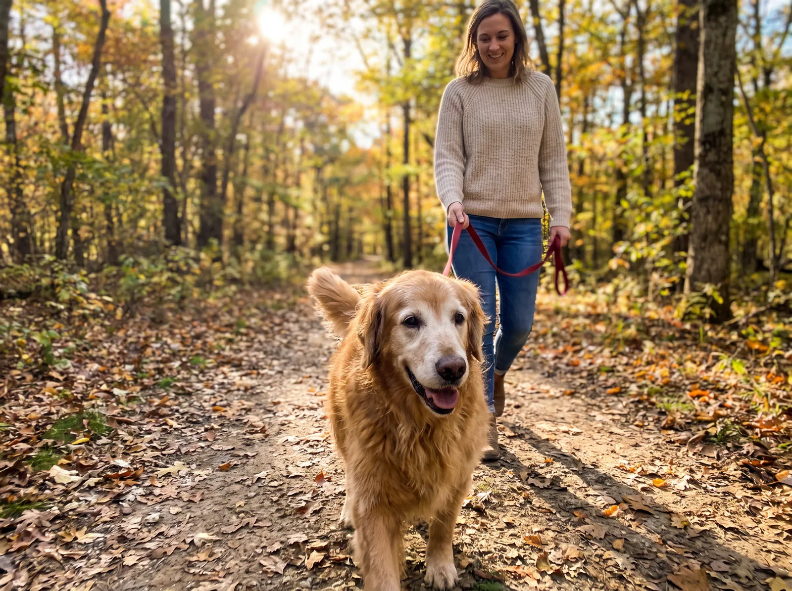 A senior golden retriever trotting along an autumn forest path